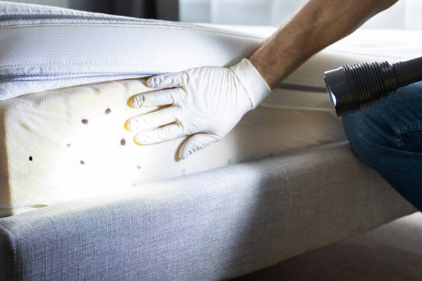 Best Exterminator Services  in Leadville North, CO