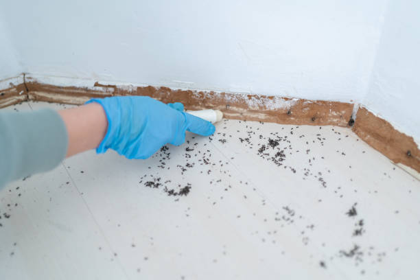 Best Ant Control Services  in Leadville North, CO