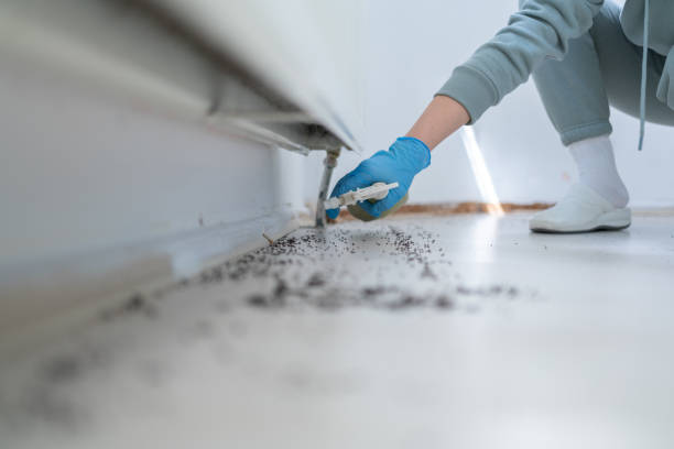 Best Pest Control Near Me  in Leadville North, CO